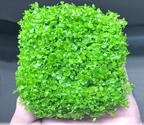 珍珠草.jpg